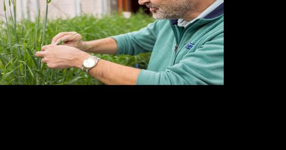 MSU barley, wheat protein research aimed toward end-use characteristics - Vimarsana News