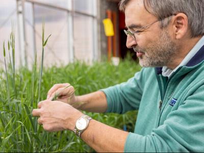 MSU barley, wheat protein research aimed toward end-use characteristics