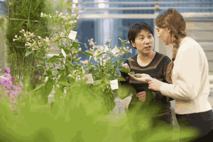 Ru Zhang conducts research at the Donald Danforth Plant Science Center