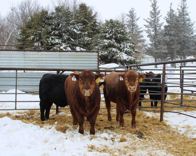 Five Pine Cattle Co. 2023 bulls ready for customers.