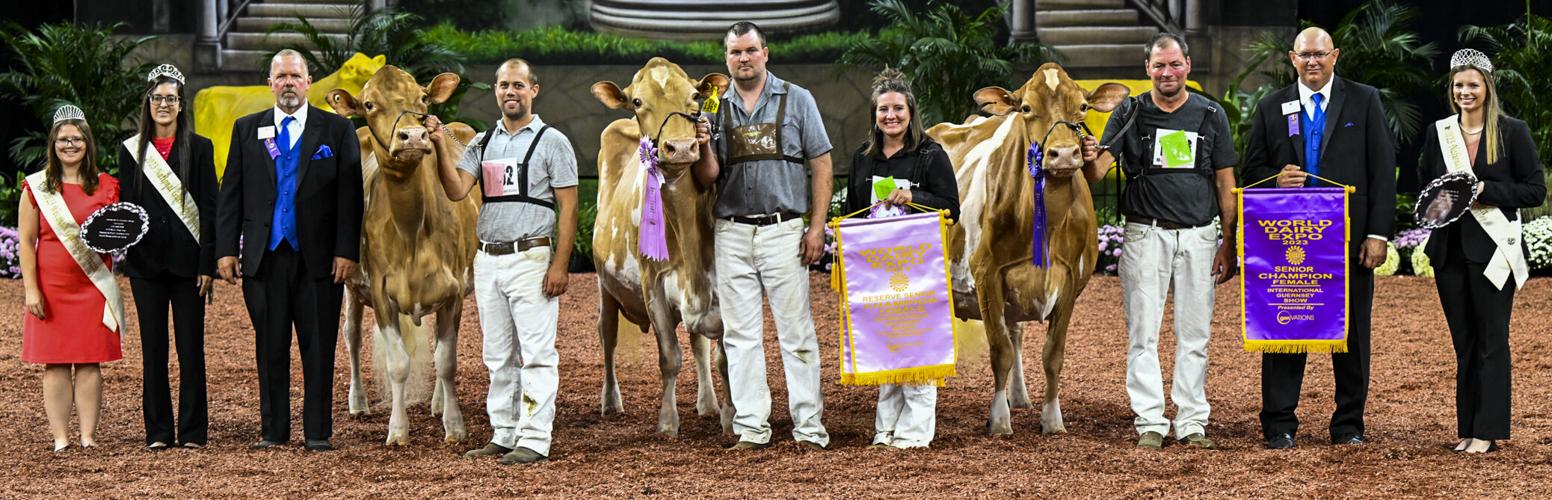 Senior champion and reserve senior champion of 2023 International Guernsey Show