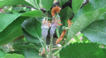 Apple blossom with fire blight