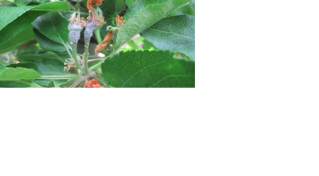 Potential antibiotics ban could affect apple growers