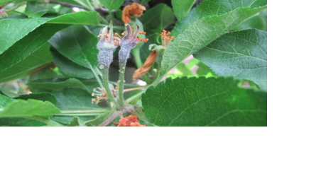 Apple blossom with fire blight