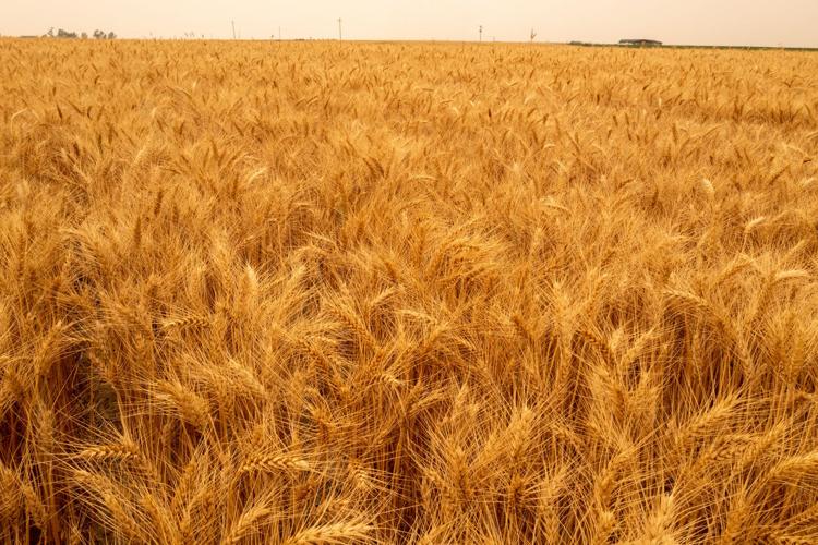 WestBred wheat