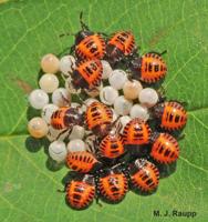 Invader bug poised to cause stink