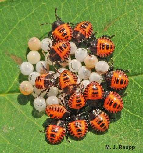 Eggs and juveniles of brown marmorated stink bug