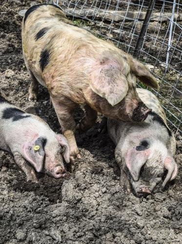 Gloucester Old Spot boar and pigs