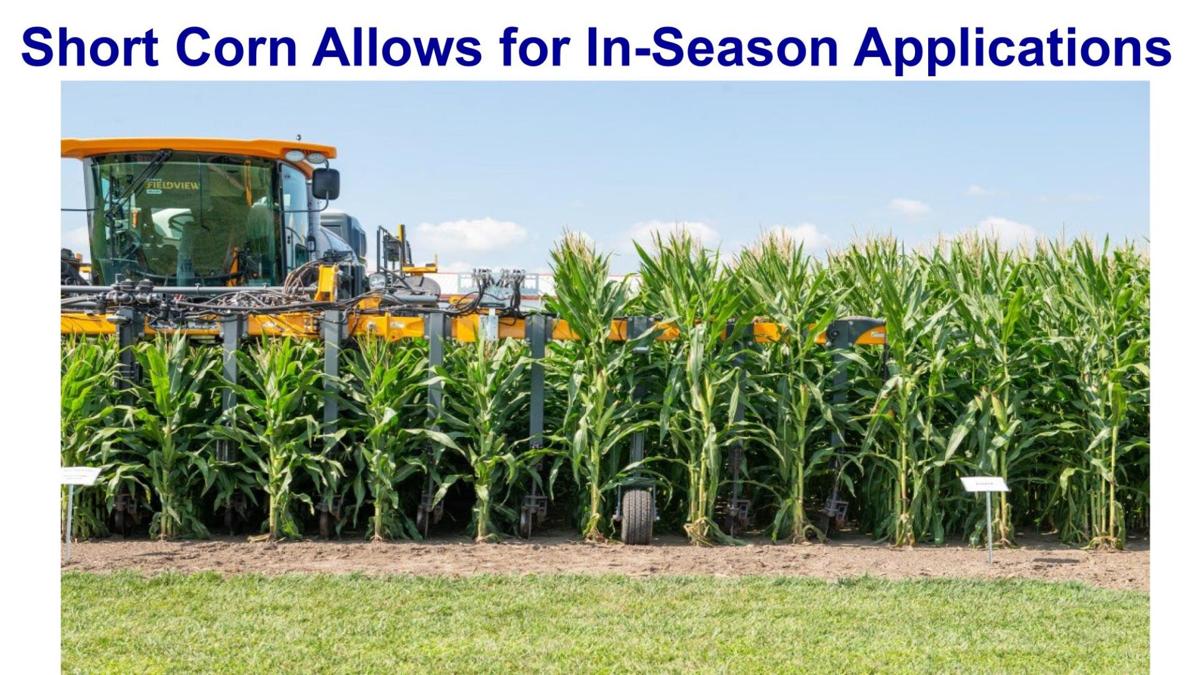 Short corn applications