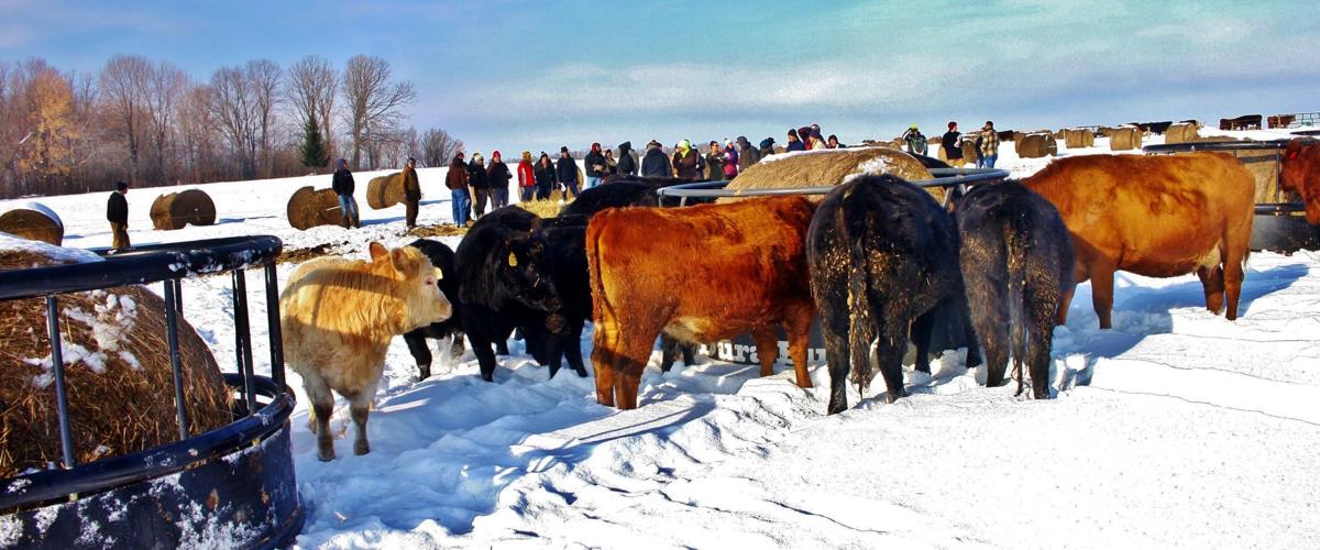 Cattle herd in field