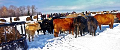 Cattle herd in field