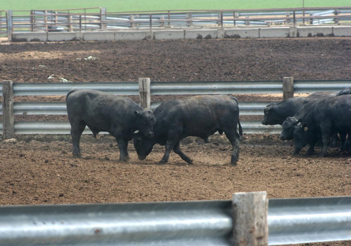 Jorgensen bulls