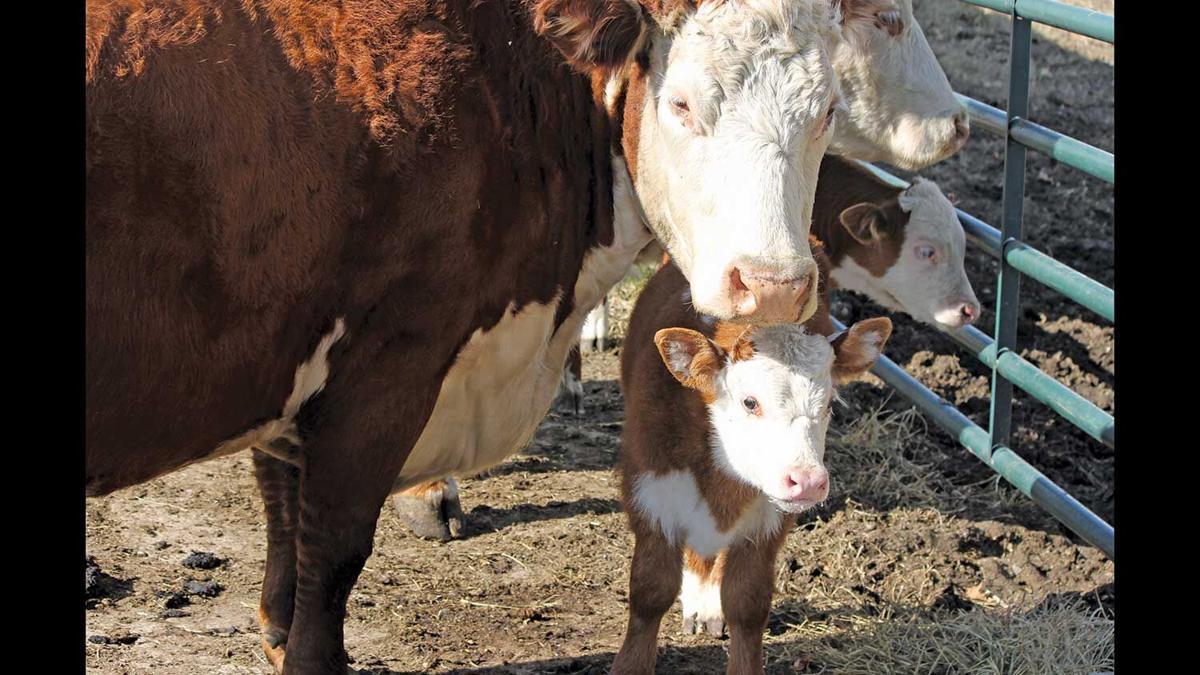 Cattle