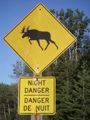Moose sign