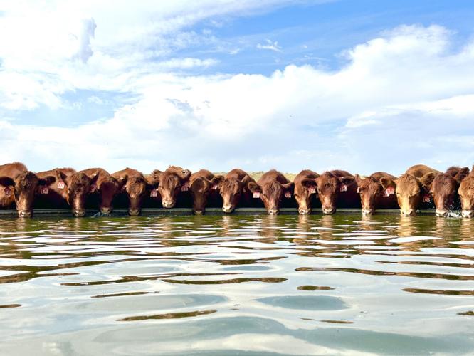 Schuler Leopold Award 1.JPG