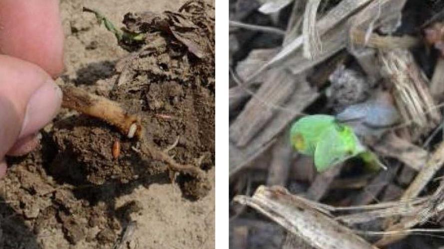 Seedling pest 2 maggot and slug