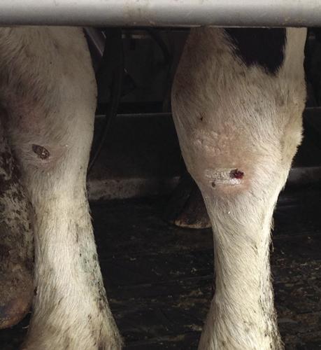 Score dairy-cow knees