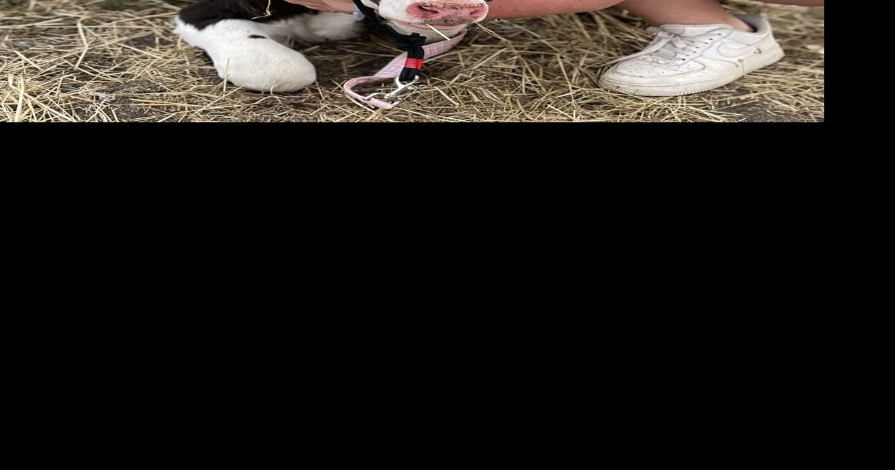 Milly Kelly with dairy calf