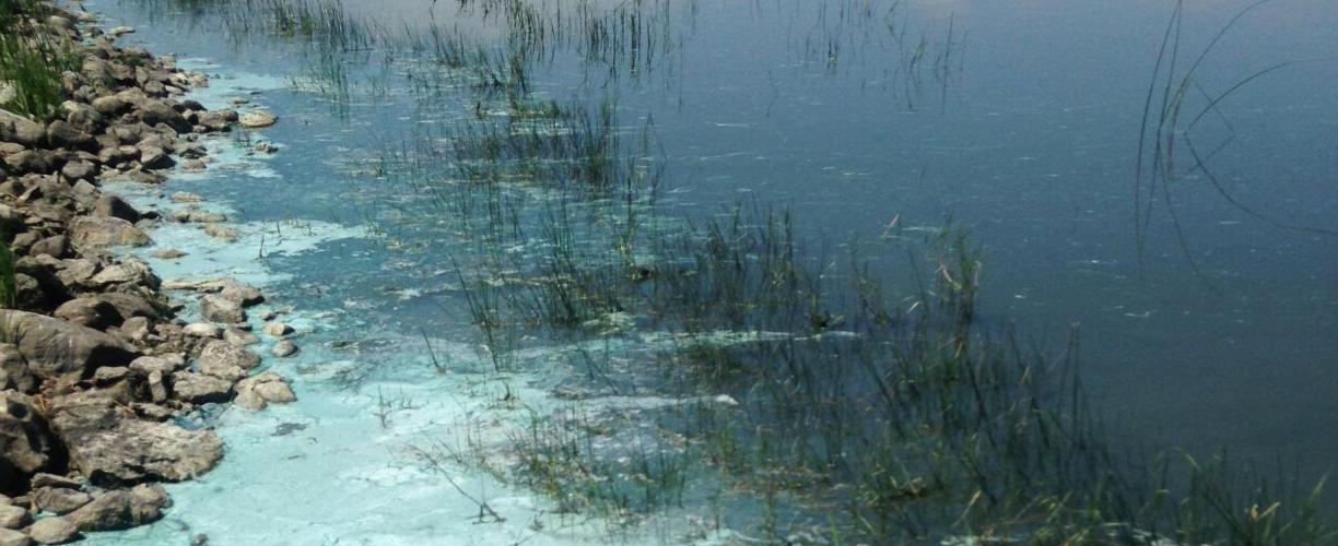 Cyanobacteria