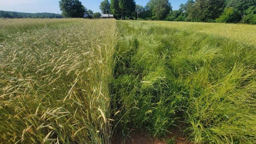 Cereal rye vs Italian ryegrass