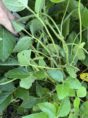 CW Holzwarth (6).jpg