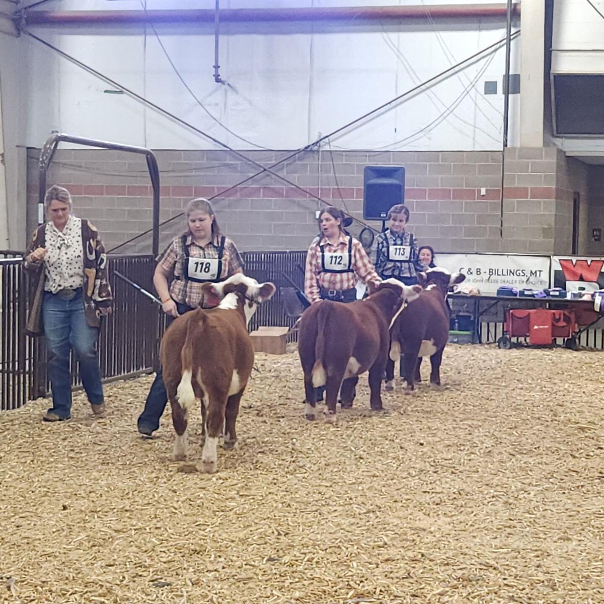 Mini Hereford show popular at 2024 NILE