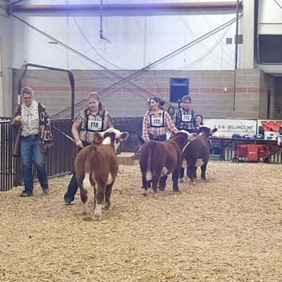 Mini Hereford show popular at 2024 NILE
