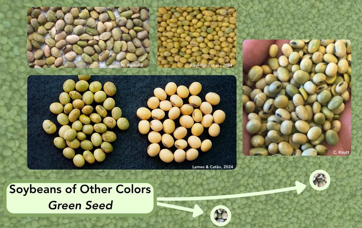 Green seeds