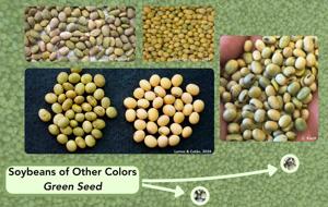 Green seeds