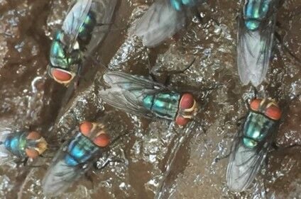 Screwworm tracking.jpg