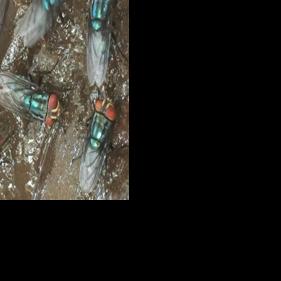 Screwworm tracking.jpg