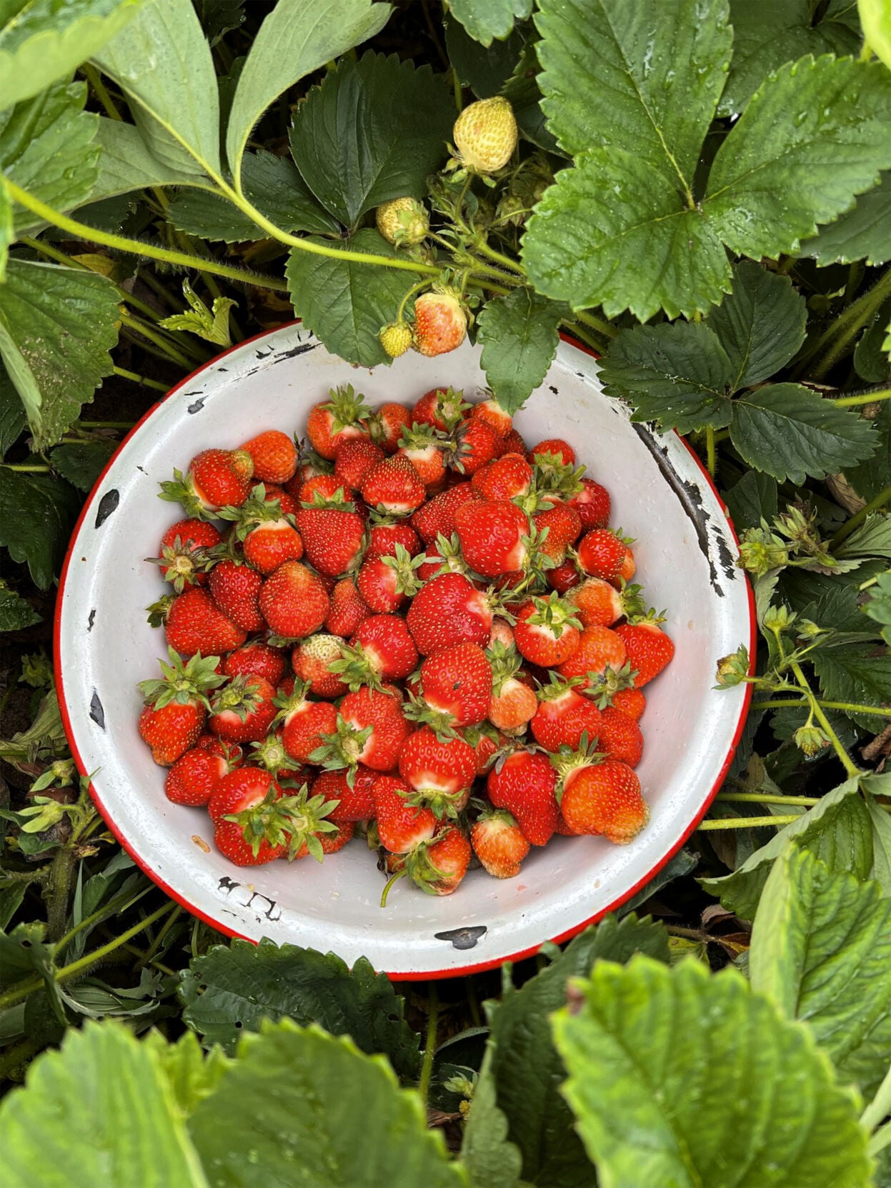 Strawberries