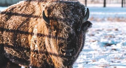 Bison in snow