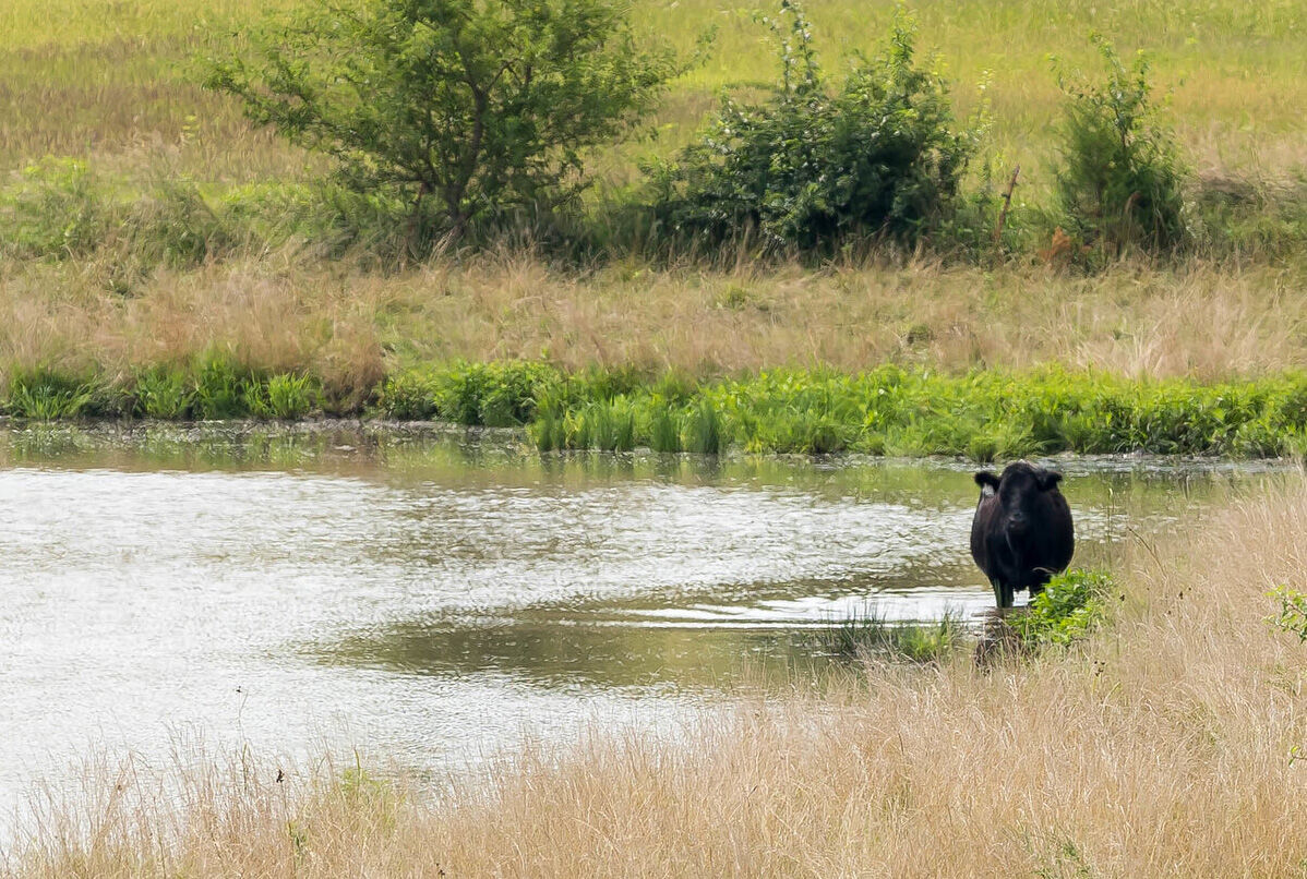Herd health