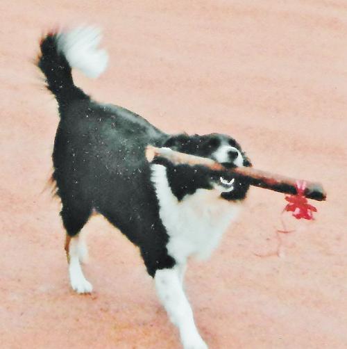 Tuffy
