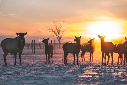 Wild elk