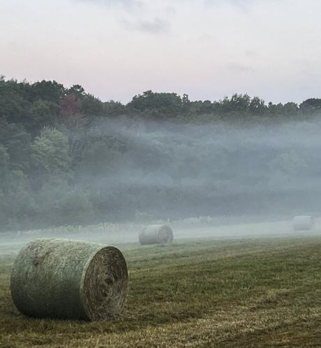 Hay bales in field