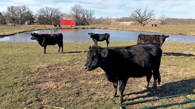 Cattle herd