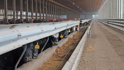 Cattle confined feeding