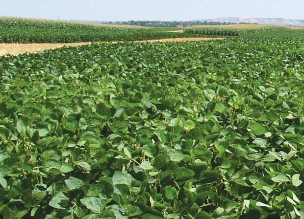 soybean-field