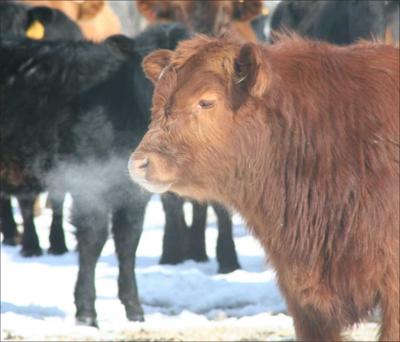 cow in snow-covered feedlot