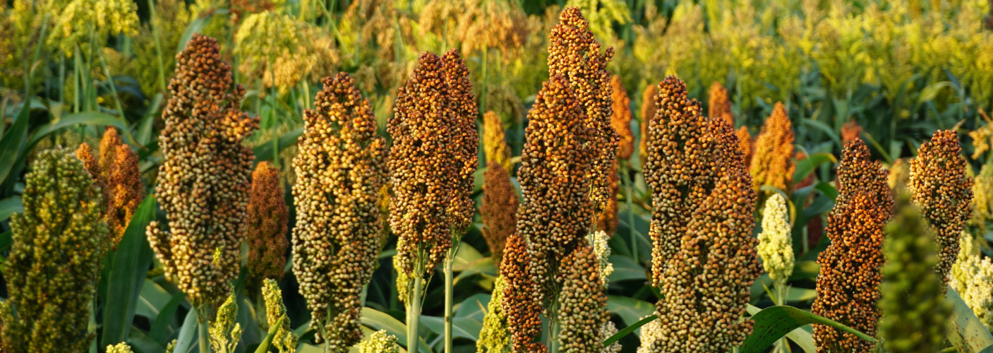 Sorghum plants