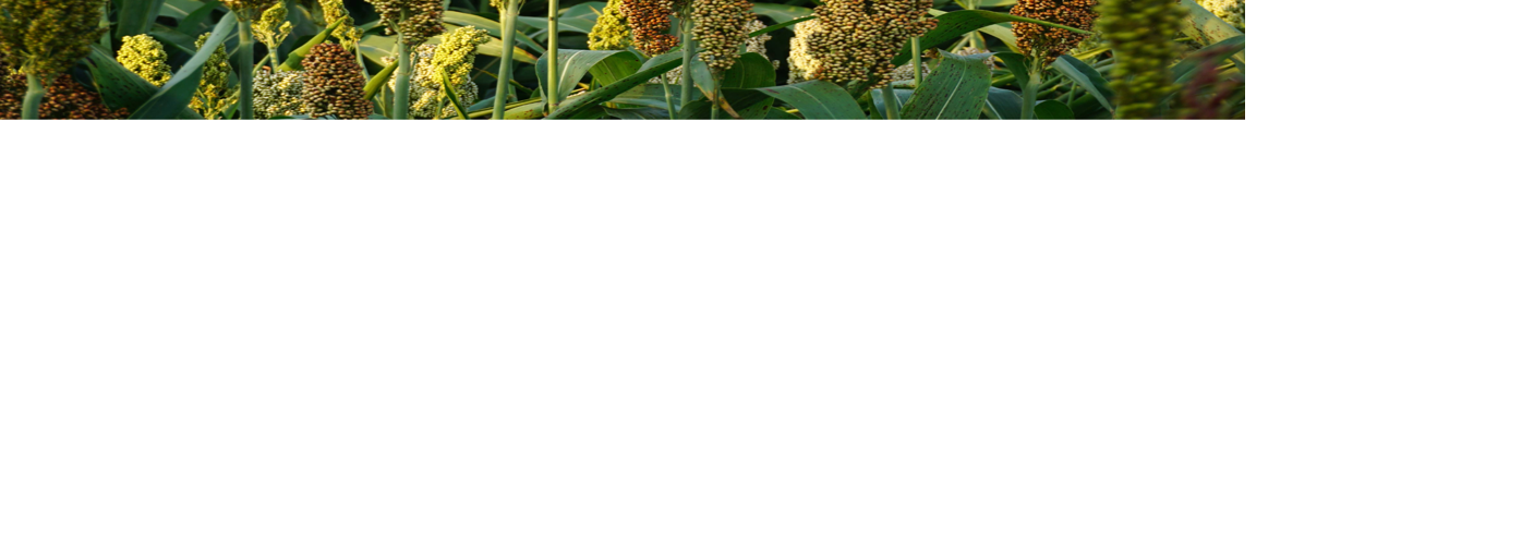 Sorghum plants