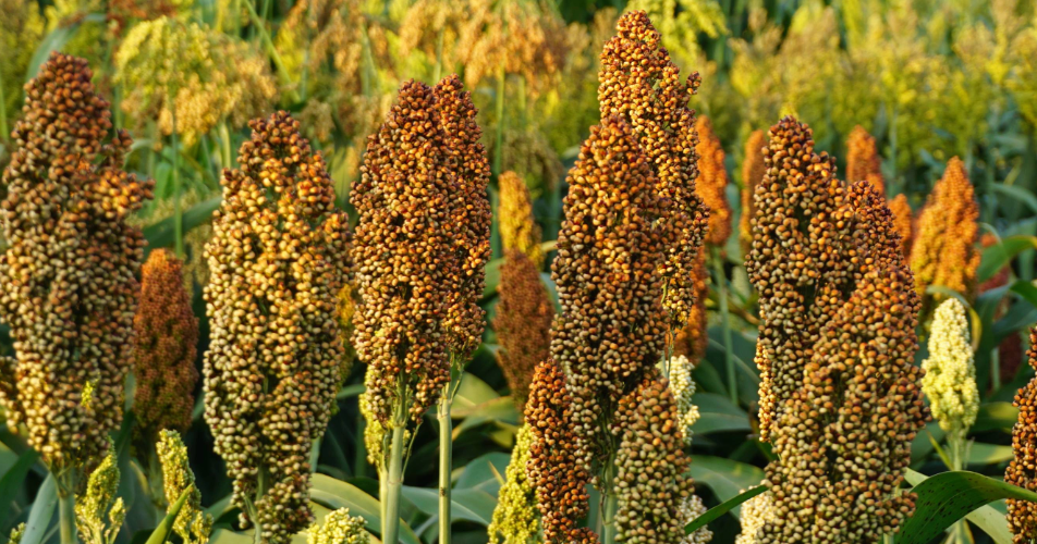 Sorghum plants