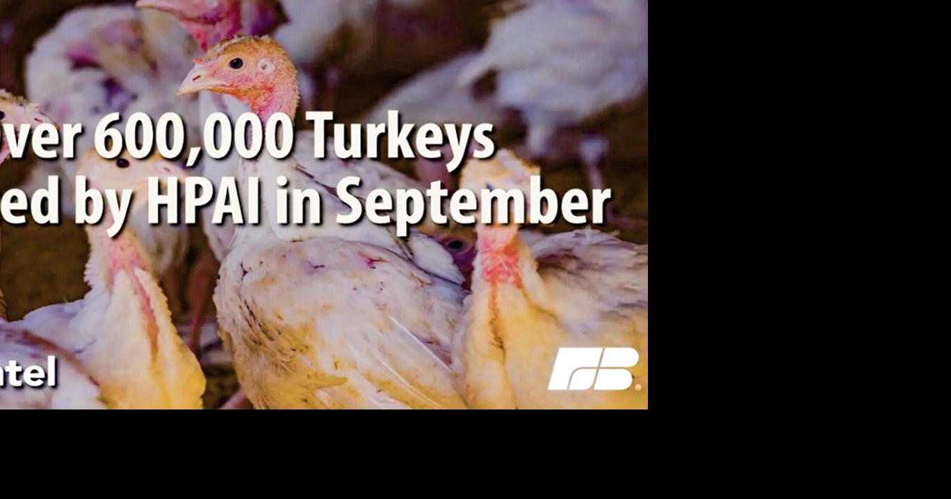Disease hits turkeys hard