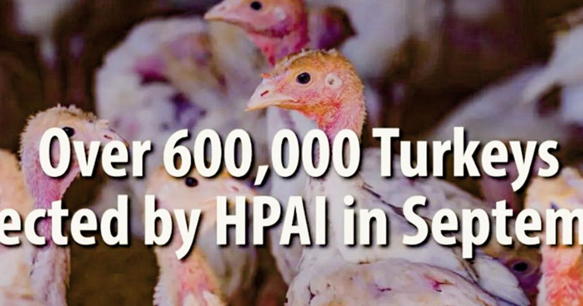 Disease hits turkeys hard