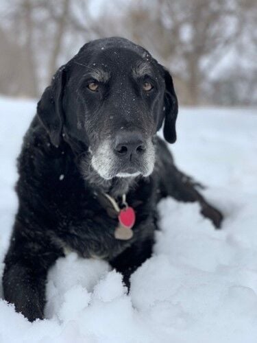 Harlow dog