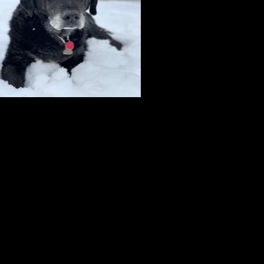 Harlow dog