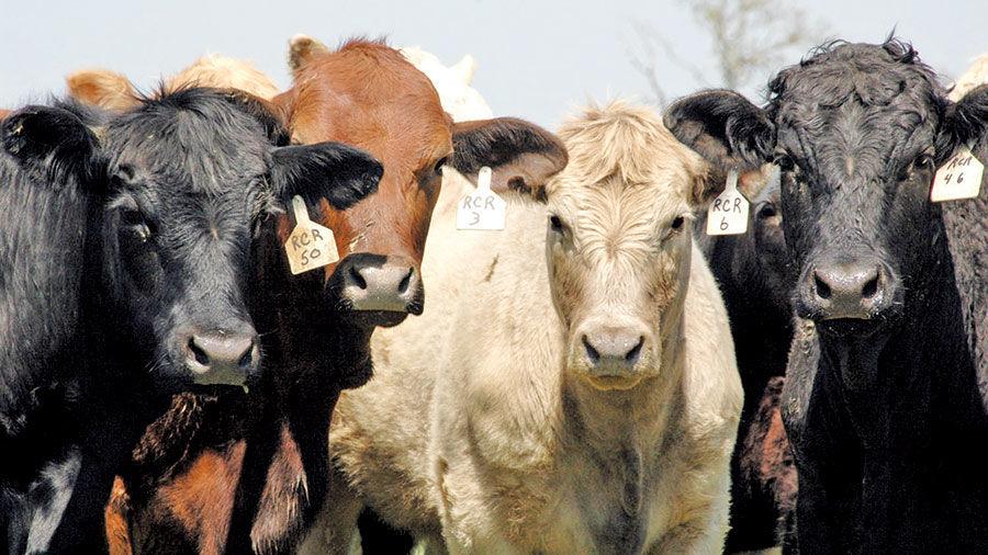 Grant will train Illinois leaders in cattle nutrition Livestock