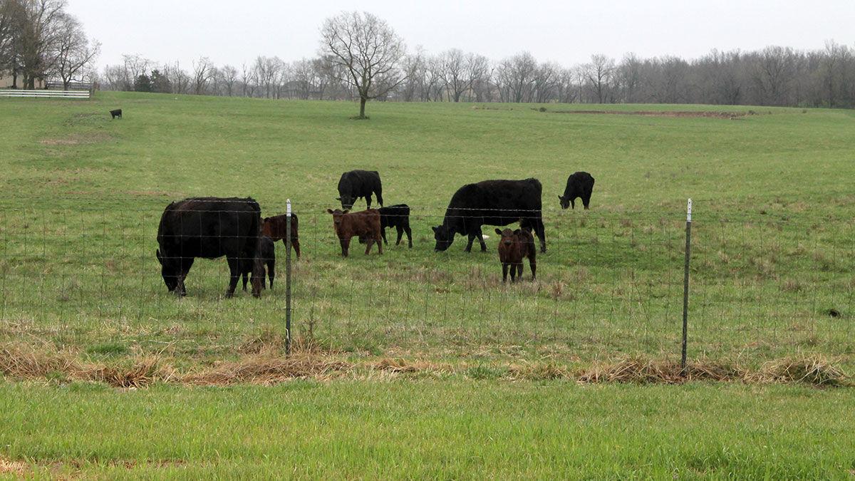 Pasture grazing